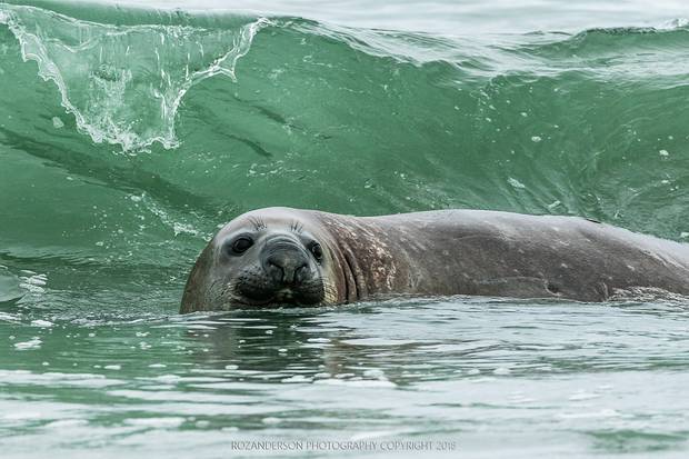 The seal was spotted playing in the shallows. Photo: Roz Anderson