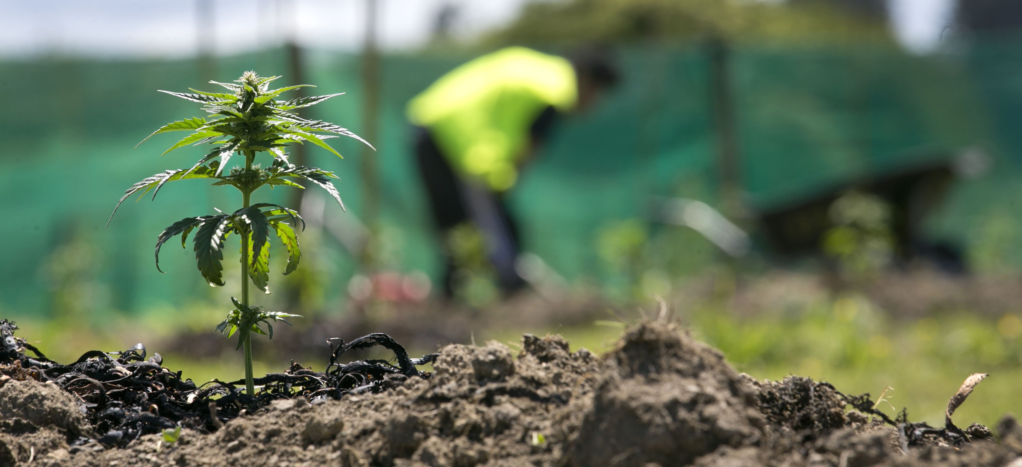 The aim of Hikurangi Cannabis Company is to have a collective of growers using whanau land in the...