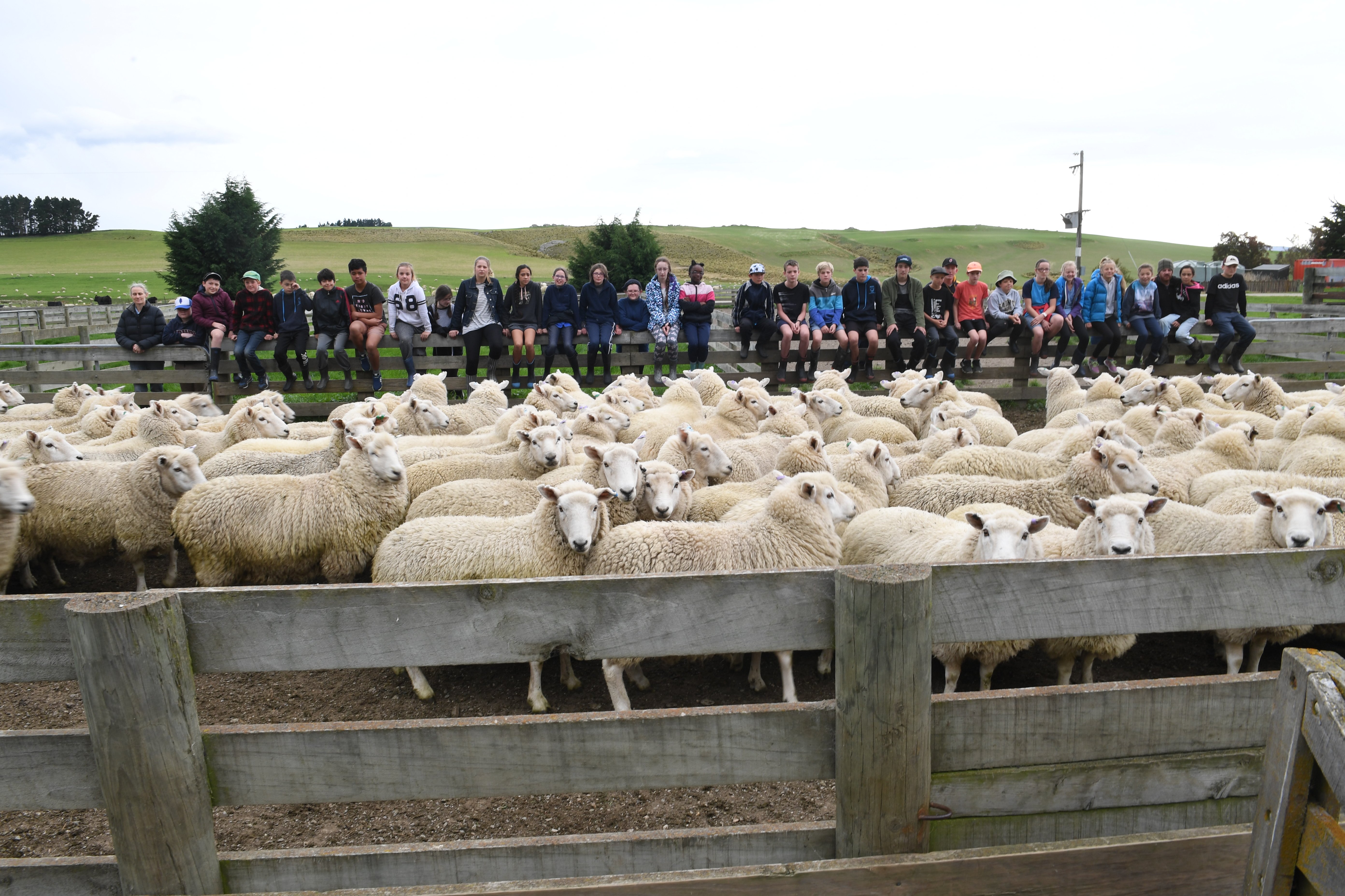 Sheep numbers in New Zealand have now fallen in 10 of the past 12 years. PHOTO: STEPHEN JAQUIERY
