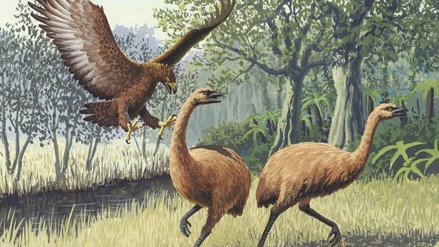 The extinction of the Haast's eagle has been tied to that of the moa. Image via NZ Herald