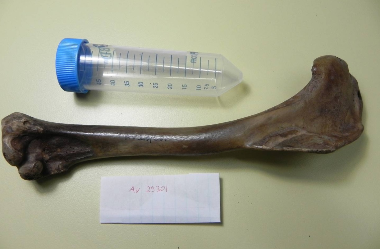 An 11cm-long wingbone from the Haast's eagle. The lost giant had a 3m wingspan. Photo: Otago...