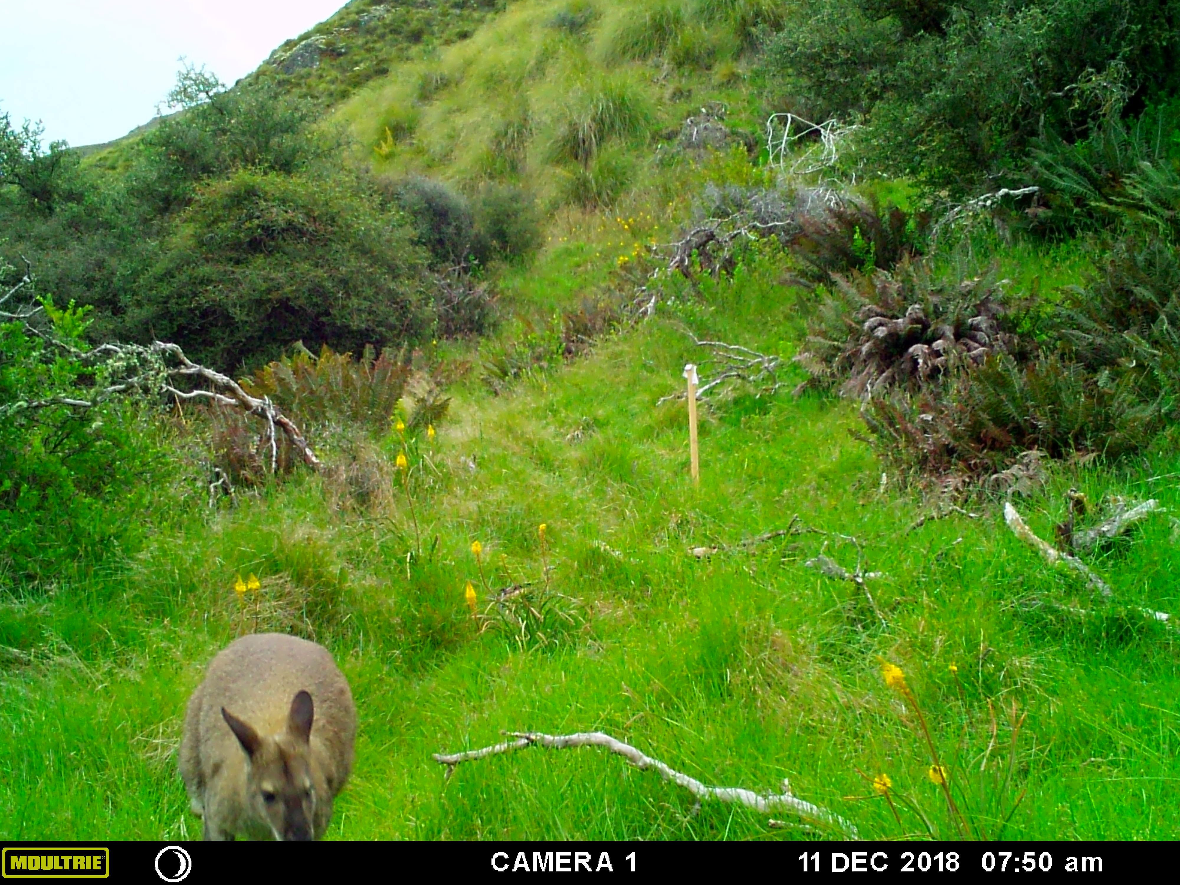 A wallaby makes itself at home on a Naseby property.