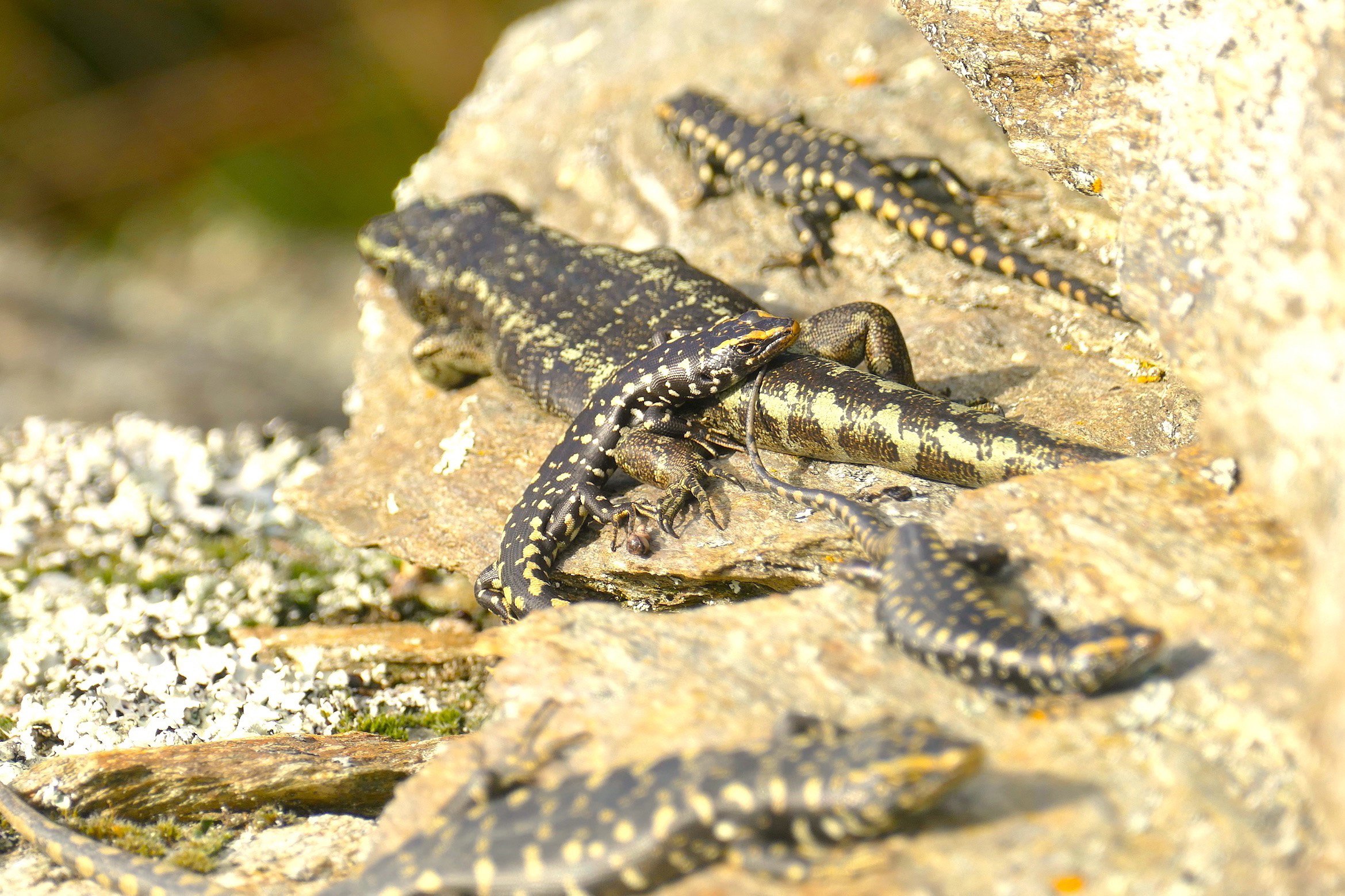 A family of skinks basking on the warm schist. Photos: Vanitha Elangovan 