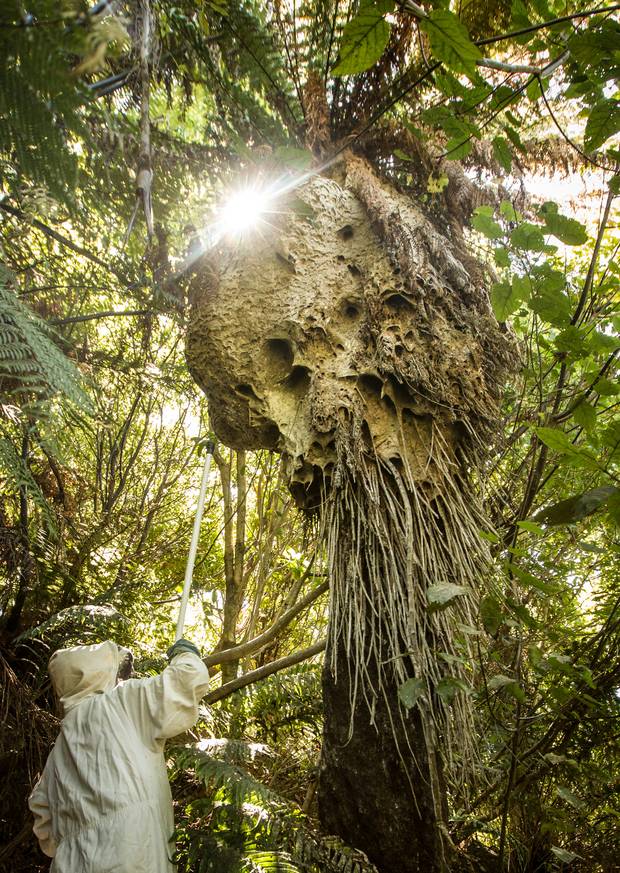 There were still wasps alive in the nest as the pest controllers headed into the fifth day of...