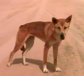 Dingo on Fraser Island drags toddler from campervan, dad fights pack