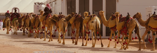 A caravan passes by at the King Abdulaziz Camel Festival. Photo: Deborah Heron