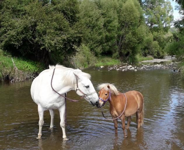 Star (right) died after being stabbed 41 times. 