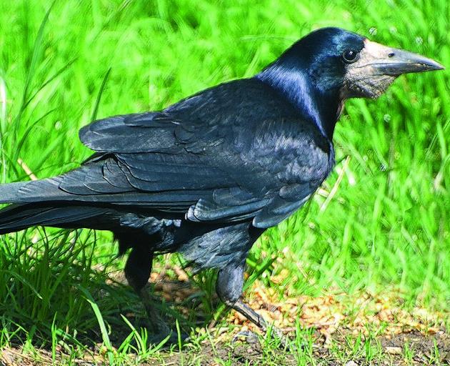 A rook. PHOTO: ORC
