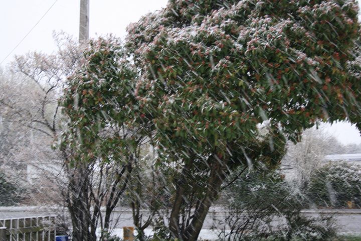 Snow in Ranfurly this afternoon. Photo: Caroline Hellyer