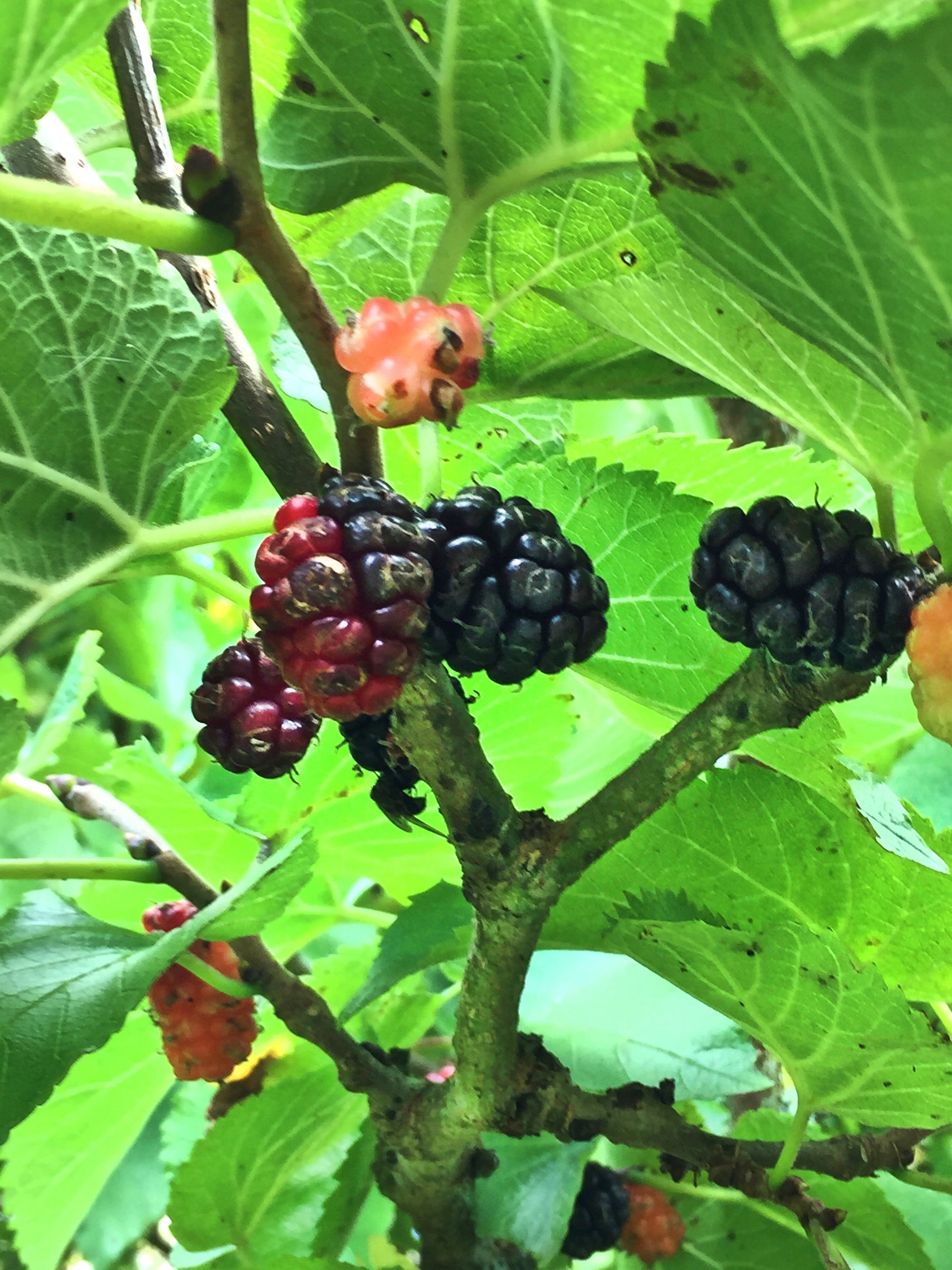 Mulberry Tree Nz - Twin Fruit