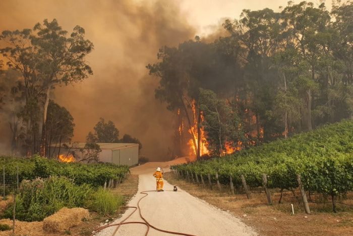 A CFS firefighter stands next to a koala close to the fire front during the height of the crisis....