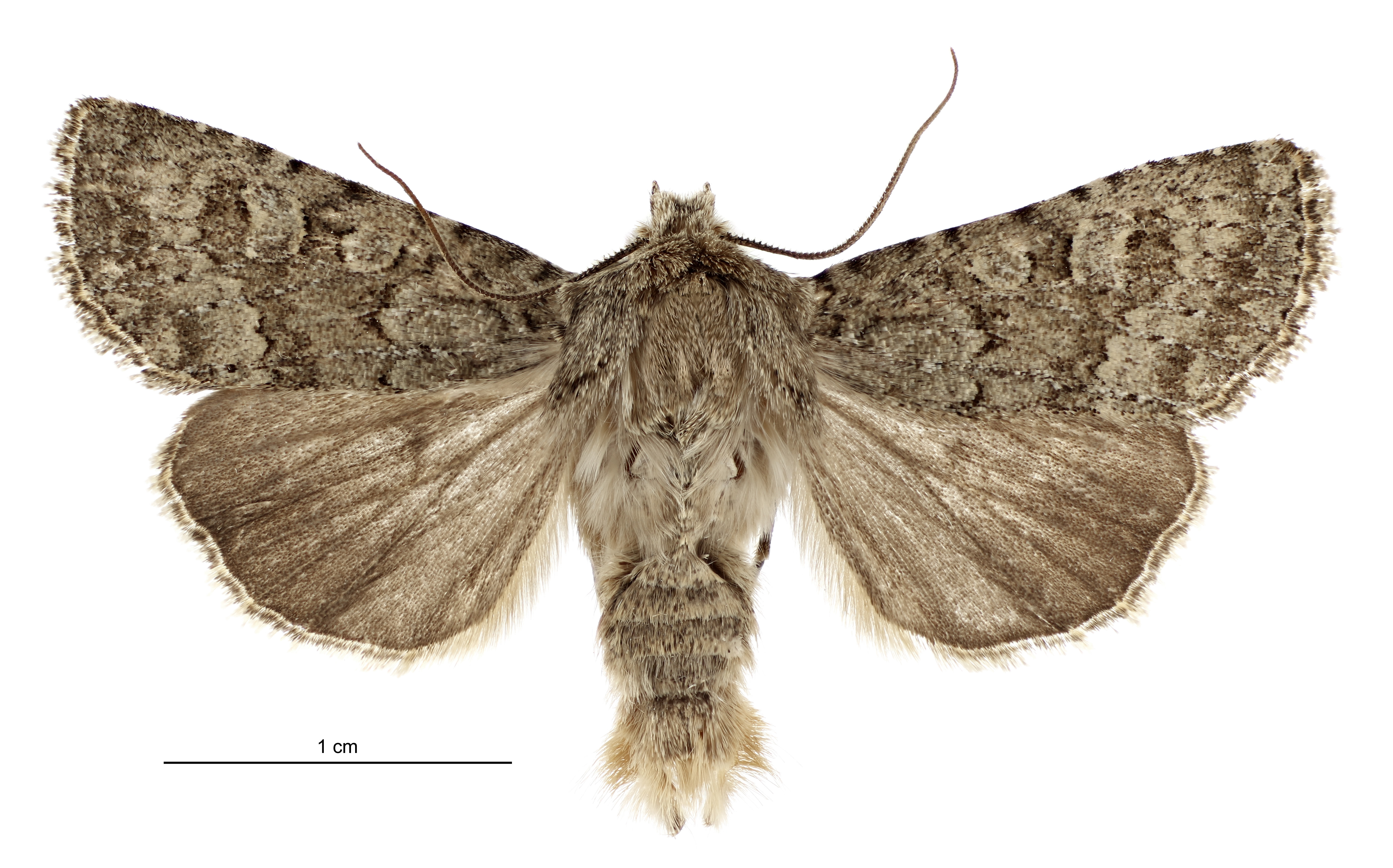 Ichneutica barbara is the latest species of moth to be officially identified and is named after...