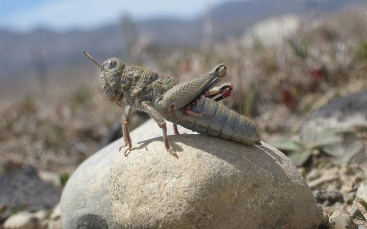 The robust grasshopper of New Zealand's MacKenzie Country. Photo: Jennifer Schori