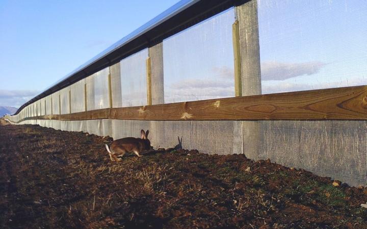 A rabbit outside enclosure is captured by motion activated camera. Photo: supplied