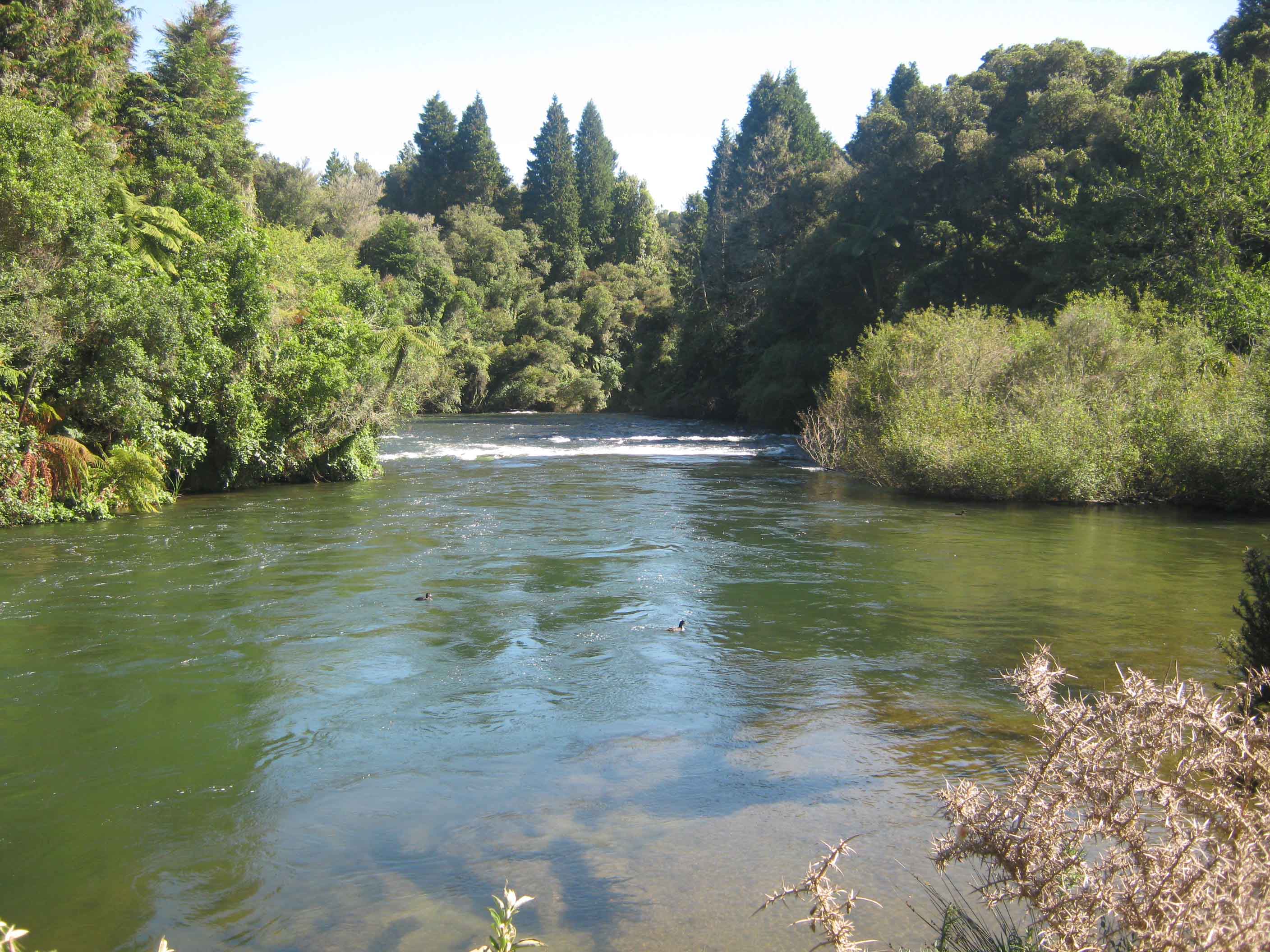 Kaituna River, pictured in 2012. Photo: Wikimedia Commons