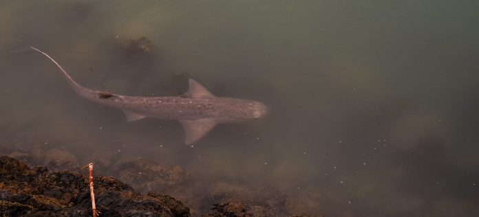 The sevengill shark - which needs a name - photographed in Oamaru Harbour . Photo: Elizabeth...