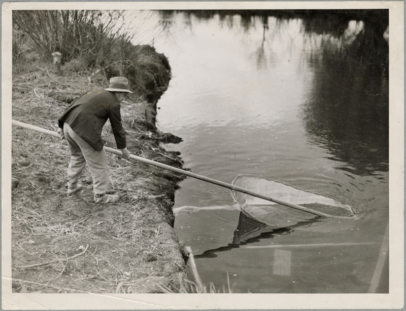 A whitebaiter looking for a catch on the Avon River in 1940.