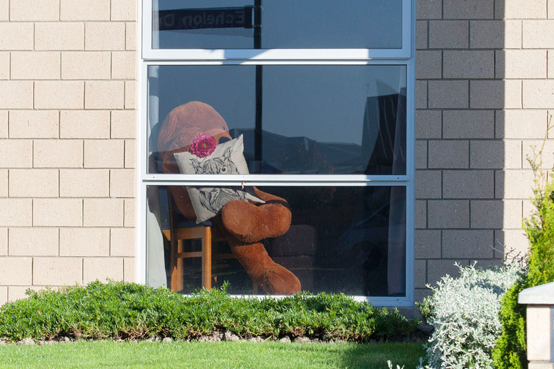 Teddy relaxing in the sun in Wigram.