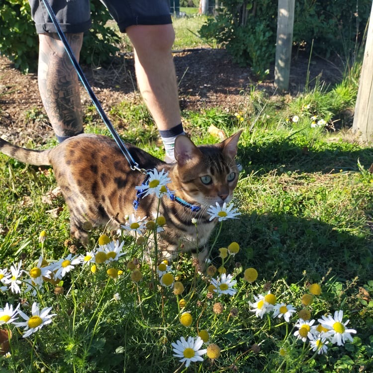 Ochki regularly goes for walks with his family. Photo: Amanda Mulvena