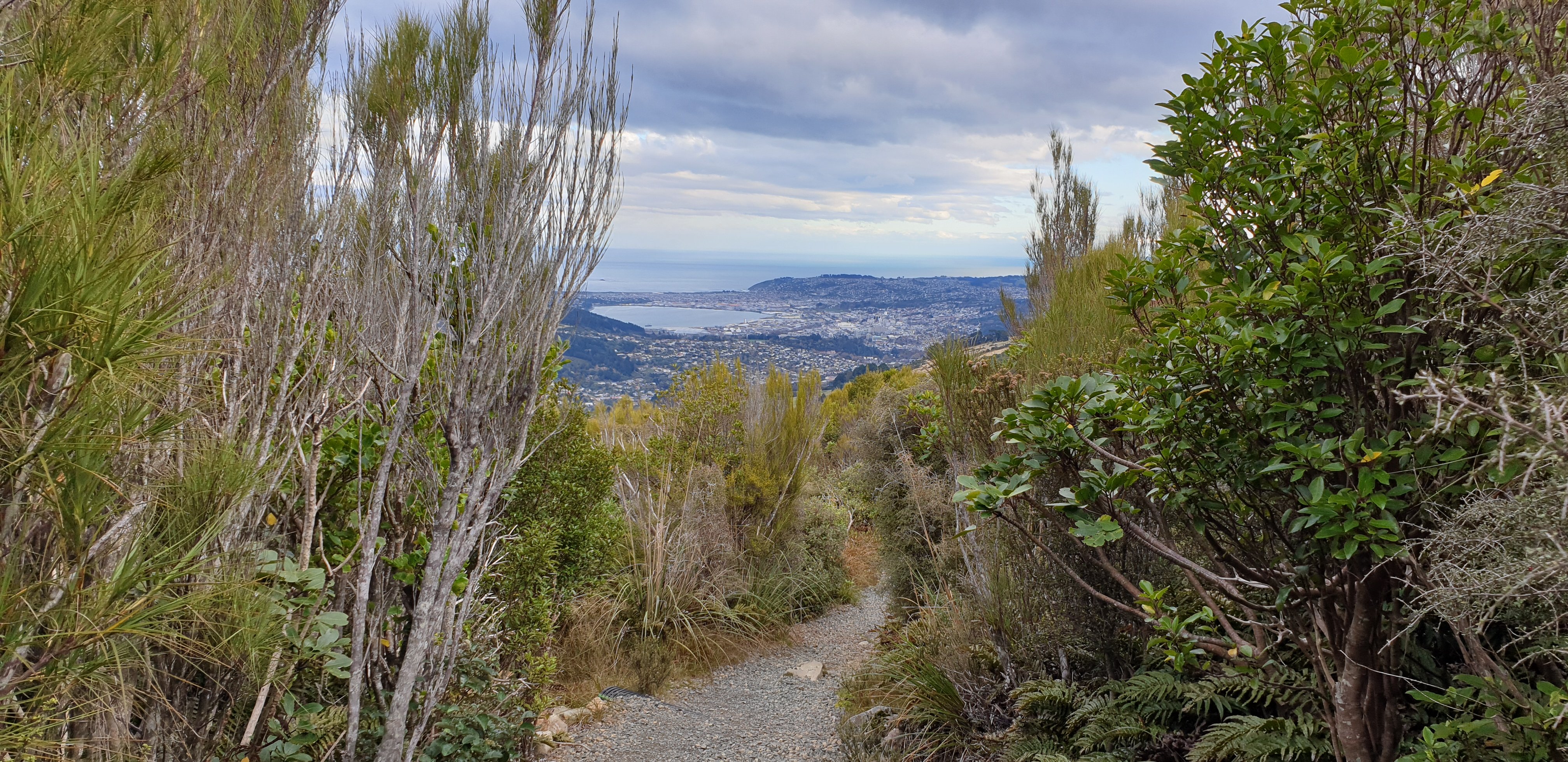 A view from the Mt Cargill loop. Photo: Clare Fraser 