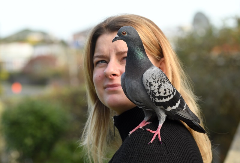 Lauren Jordaan with her pet pigeon named Pidgey, in Shiel Hill, on Tuesday. Photo: Stephen Jaquiery