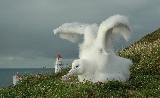 The sight of delightfully fluffy Royal Albatross chicks have helped to attract thousands of...