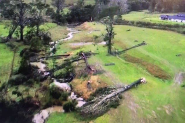 The tornado toppled trees as it blew through Dairy Flat overnight. Photo: RNZ