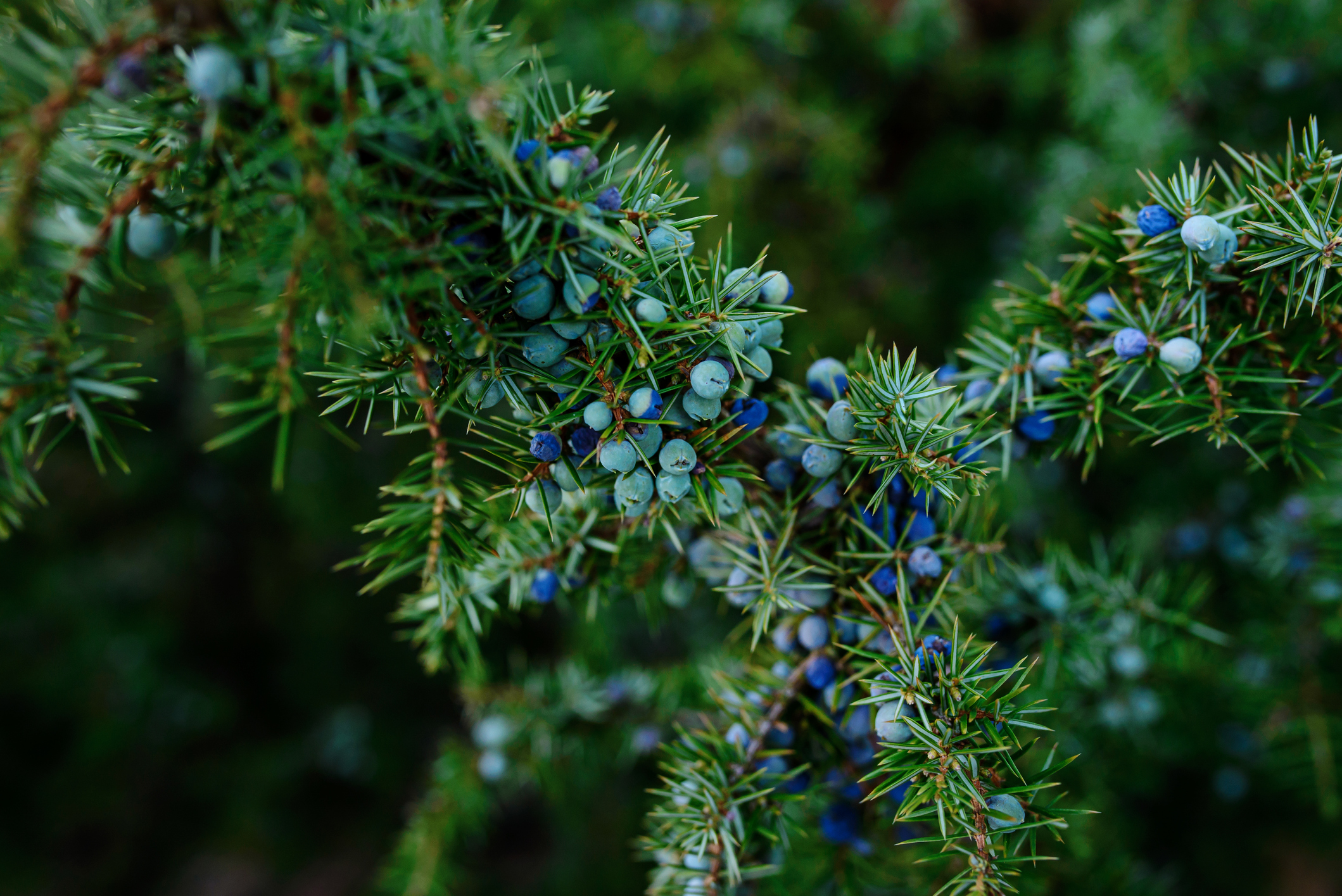 Ripe and unripe cone berries of Juniperus communis. The cones are used to flavour certain beers...