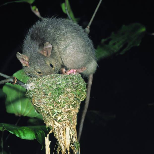 A ship rat raids a fantail's nest. Photo: D Mudge / NZH