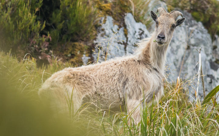 The Department of Conservation says tahr have become a major threat to ecosystems in alpine areas...