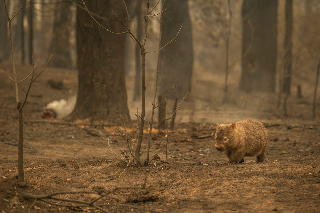 Wildlife struggled to find food, water and shelter following the bushfires. Photo: Getty