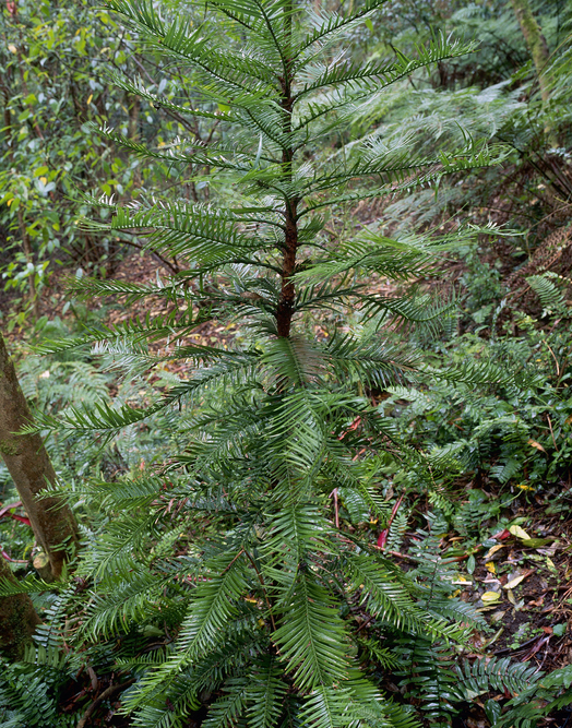 A wollemi pine. Photo: Getty Images