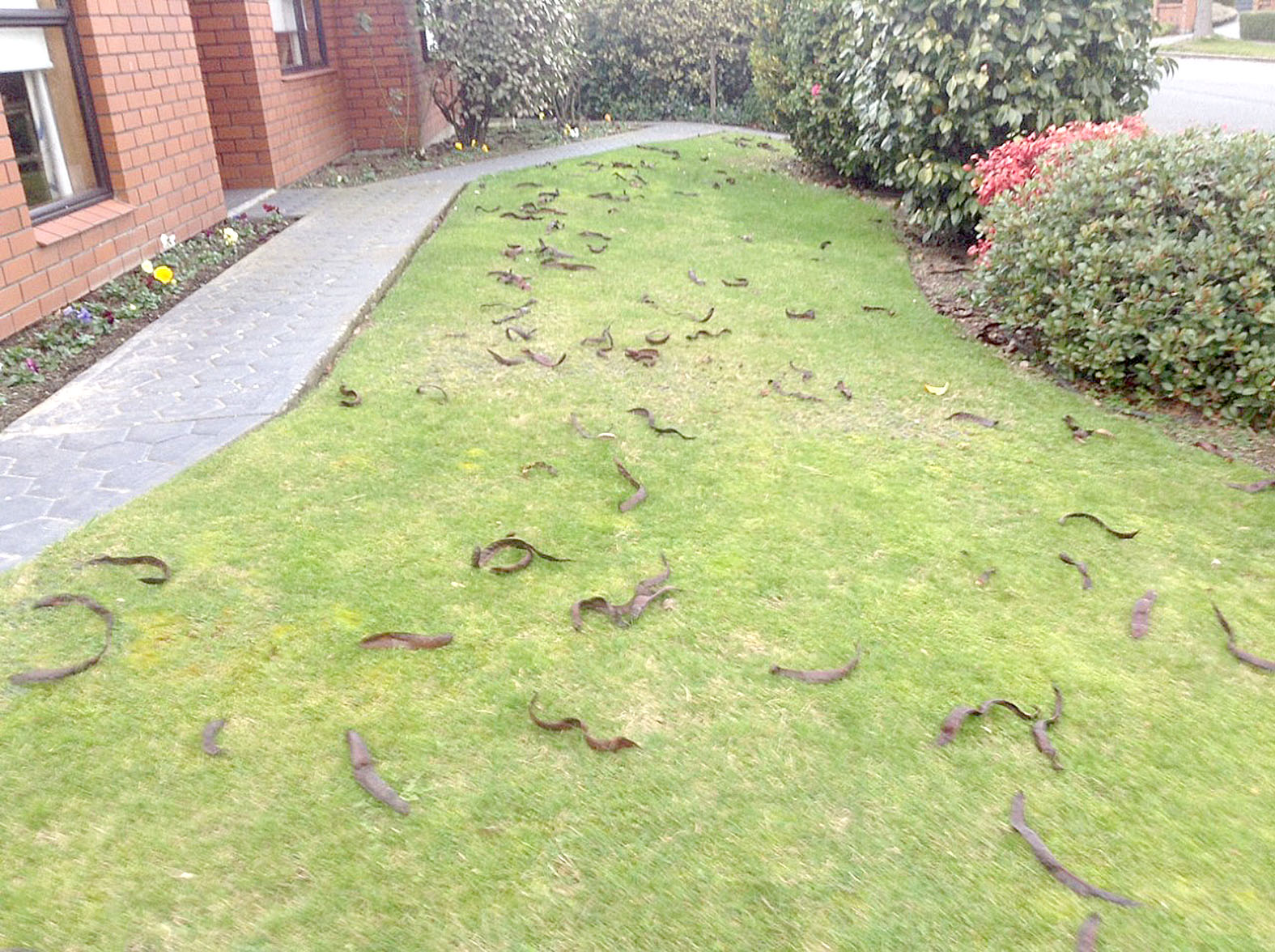 Kedleston Drive residents are fed-up with the mess honey locust trees are making. Photo Supplied