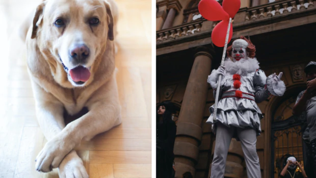 The latest optical illusion to go viral involves a dog and a very creepy clown. Photo: Pexels