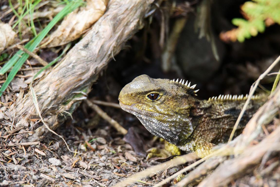 Genetic Secrets Of Tuatara Revealed | Otago Daily Times Online News