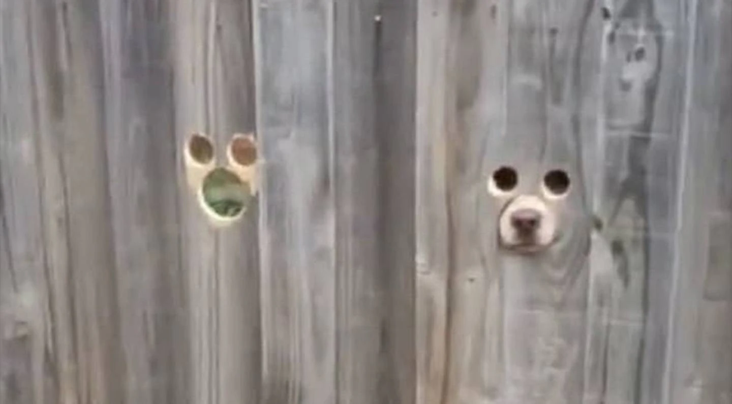 The video shows two cute labradors poking their noses out of a fence (pictured) as their owner...