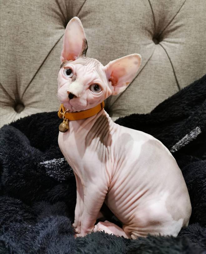 a hairless cat dog