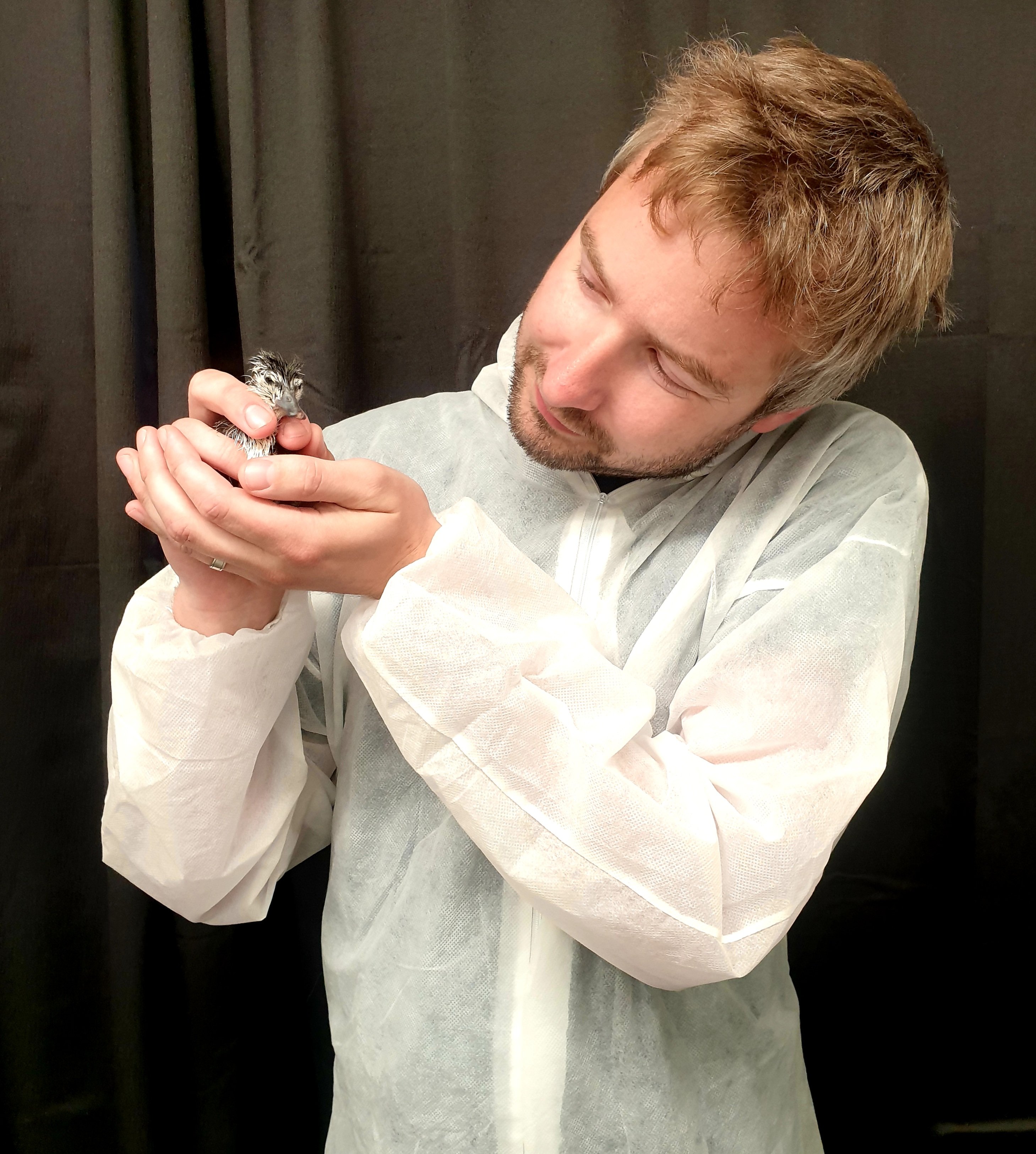 Kiwi Birdlife Park general manager Paul Kavanagh holds a recently hatched whio duckling. PHOTO:...