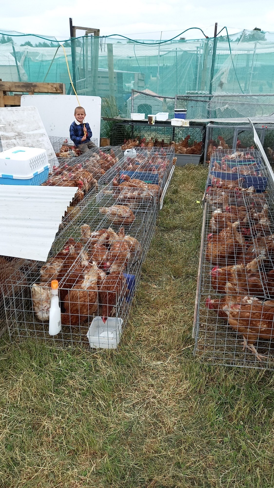 Photo: Facebook / North Canterbury Chicken Rescue