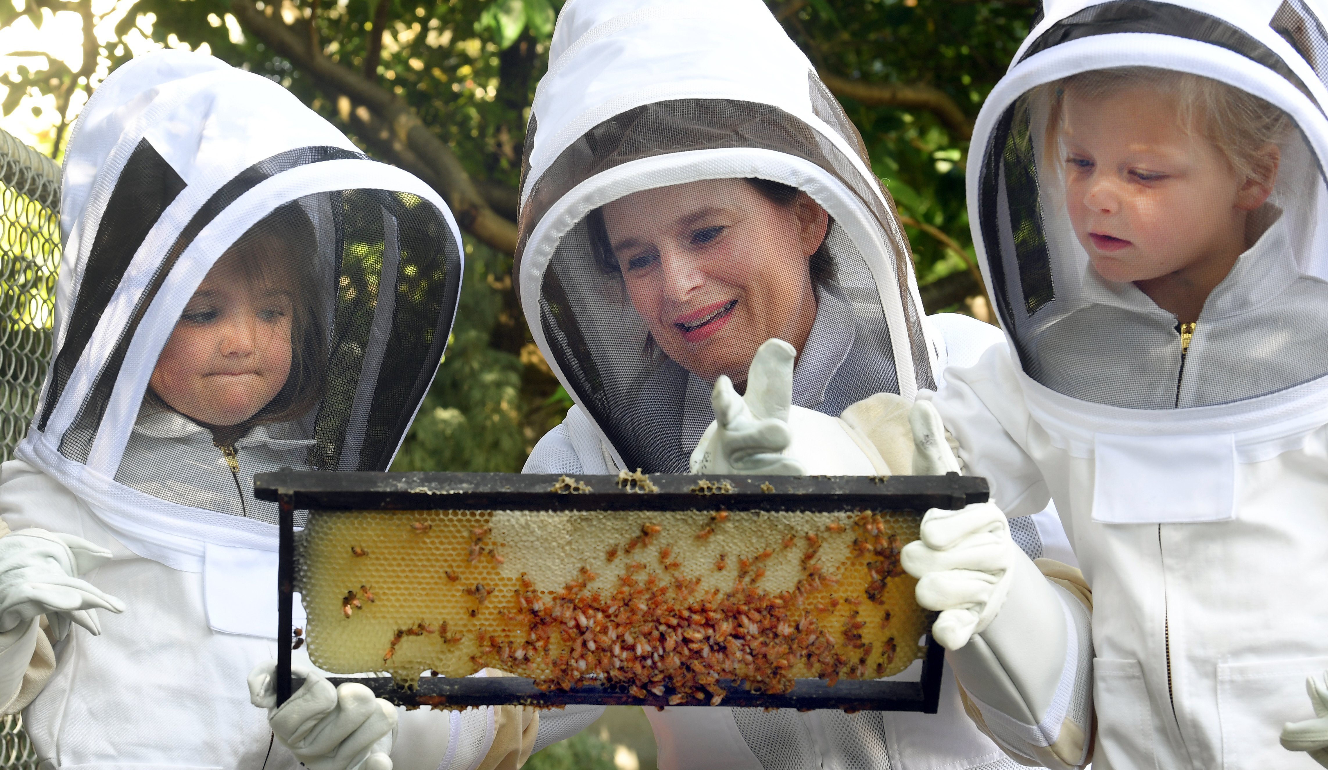 Bayfield Kindergarten teacher Rae Shurbutt examines a frame of honeycomb and its bees, closely...