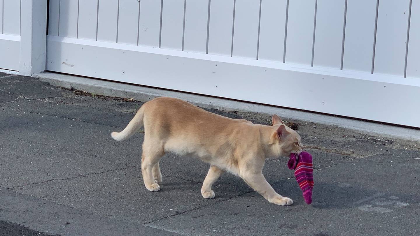 Jasper the cat in action. Photo: Supplied