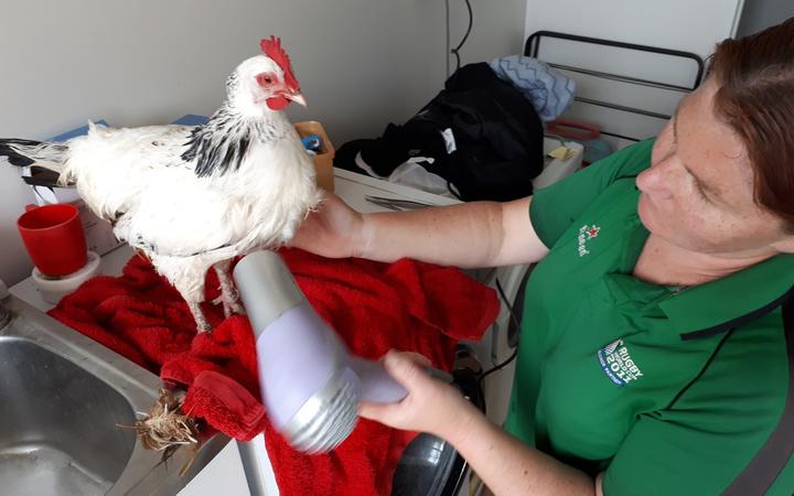 The North Canterbury Chicken Rescue in action. Photo: Facebook / North Canterbury Chicken Rescue