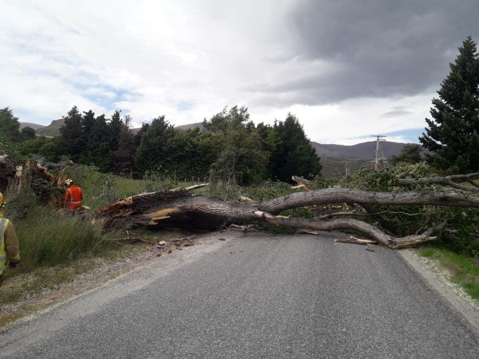 A large tree has fallen in Hogans Gully Rd this afternoon. Photo: QLDC