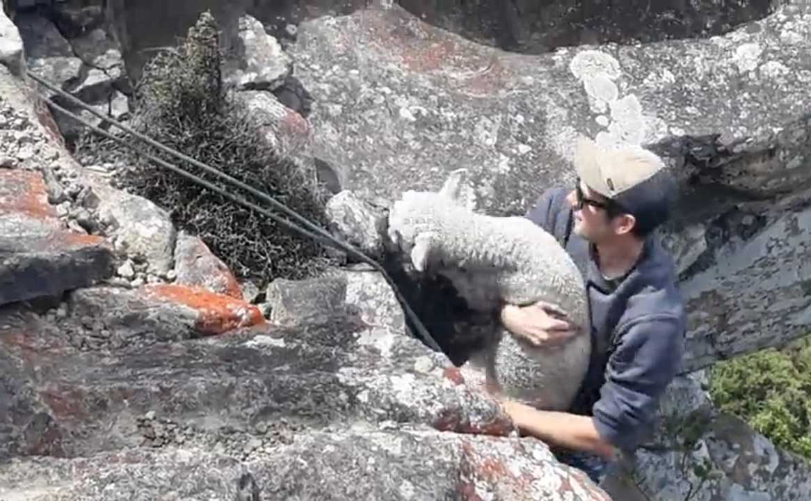 Matt Winter saved a lamb from a cliff edge on Saturday with climbing ropes and help from a group...