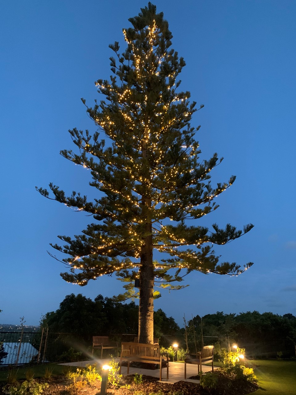 A 20-metre Norfolk pine has been transformed into a Christmas tree in time for the festive season...