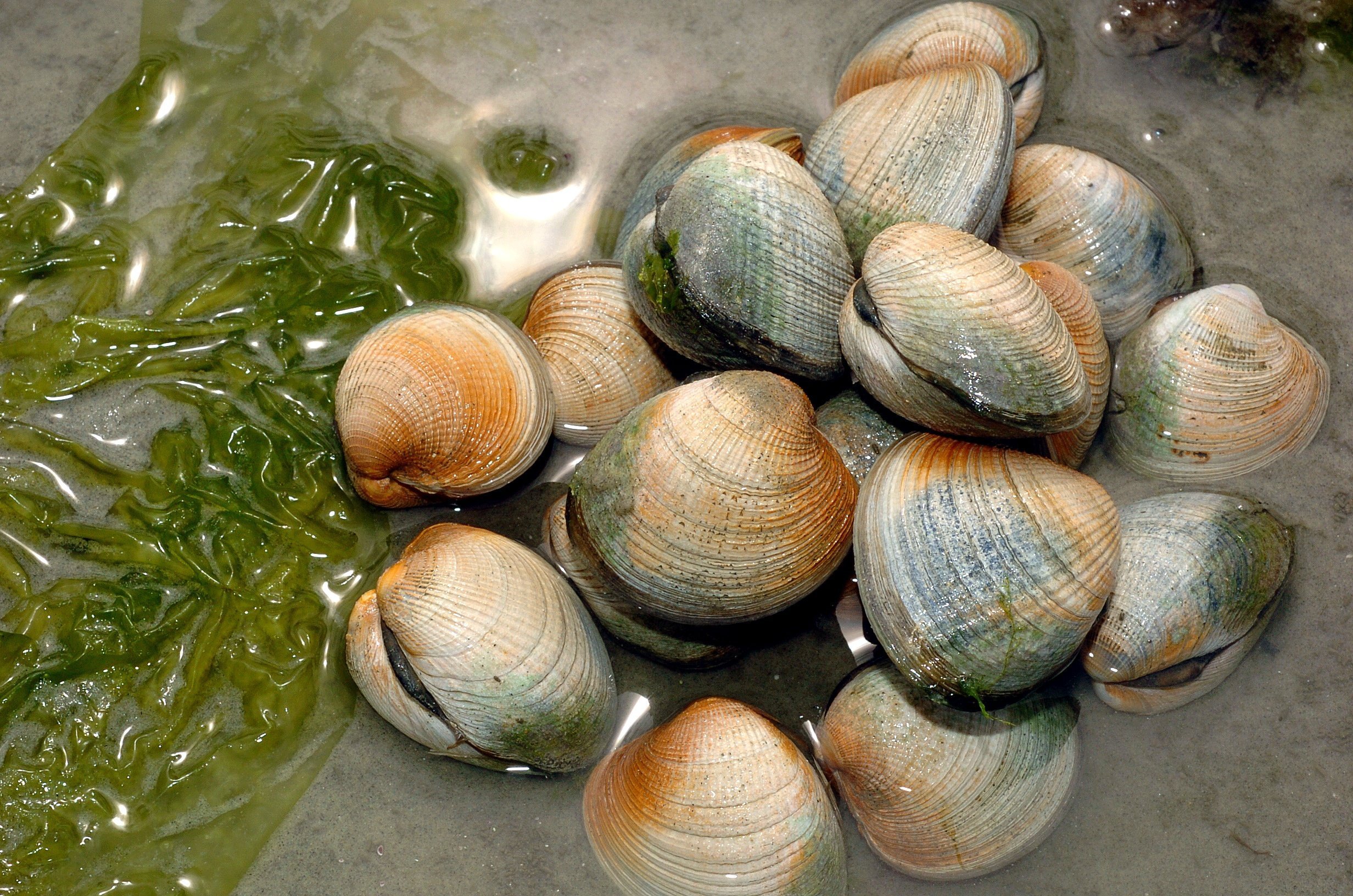 Cockles Galore And Taking Them Means More Otago Daily Times Online News