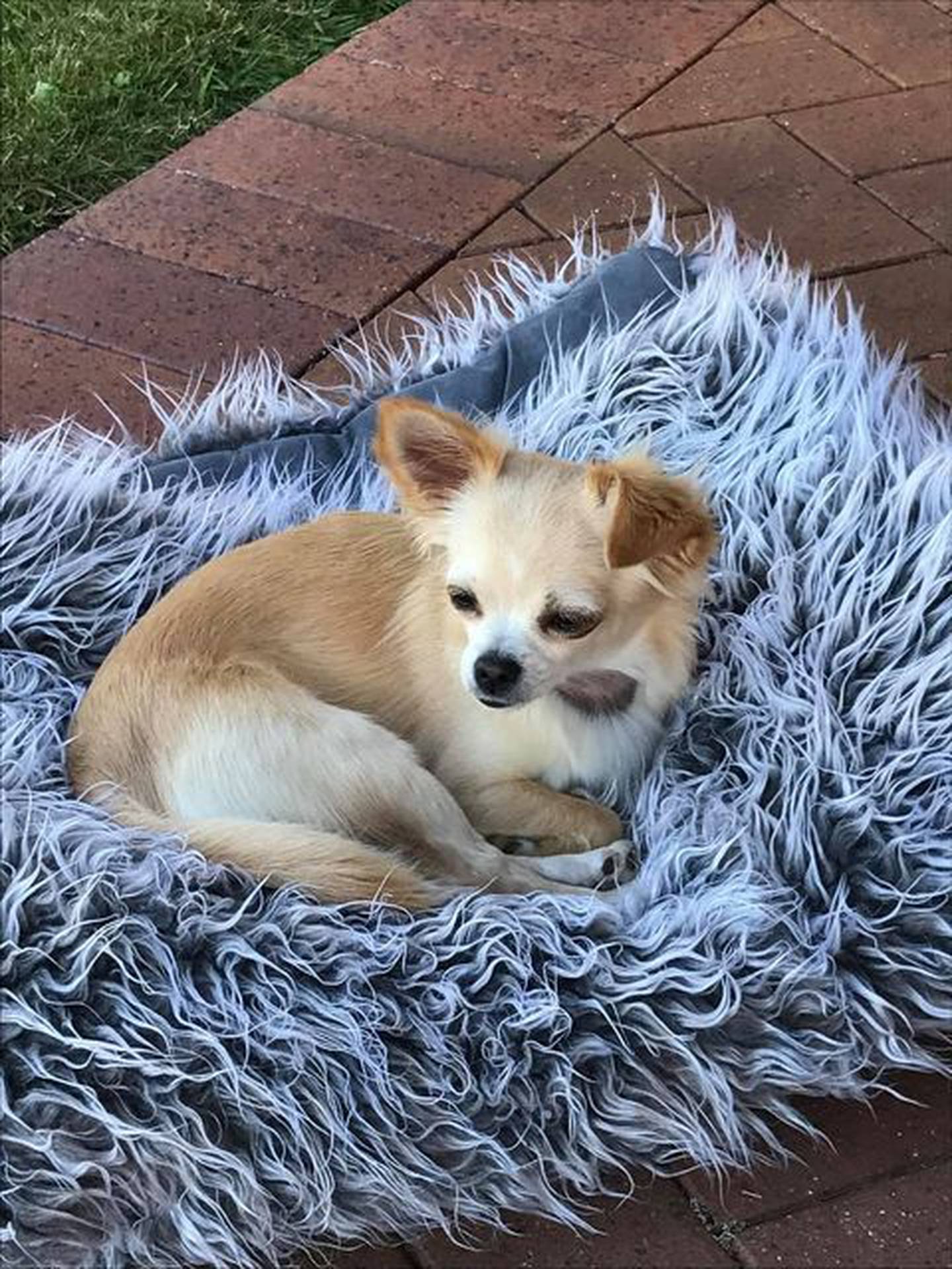 Pearl's family describe her as "feisty by nature with personality-plus". Photo: Supplied