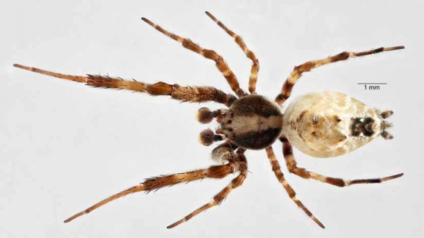 Have You Spotted One In Your Backyard Aussie Spider Establishing