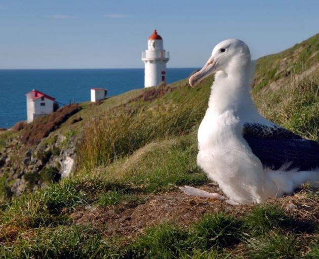 Some 140 albatross have been spotted at the Taiaroa Head colony this season since September....