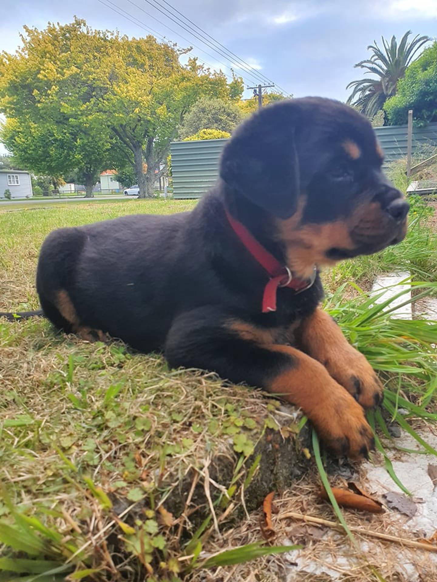 how tall is a 10wk rottweiler lab puppy